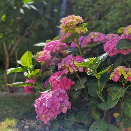 Oaza Spokoju Nowecin